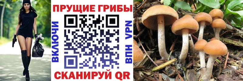 Псилоцибиновые грибы Magic Shrooms Покровск